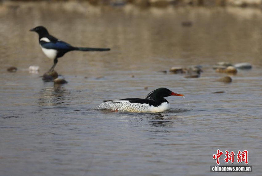«Құстар пандасы» қытайлық Цюша үйрегі Хэнаньның Луши өңірінде пайда болды
