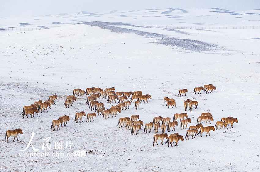 Санжы, Шыңжаң: Қарда жайылған керқұландар