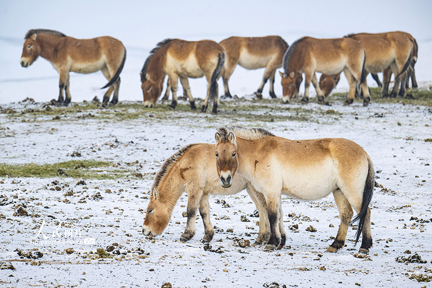 Санжы, Шыңжаң: Қарда жайылған керқұландар