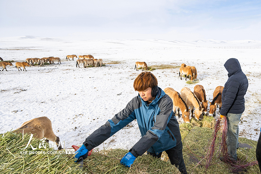 Санжы, Шыңжаң: Қарда жайылған керқұландар