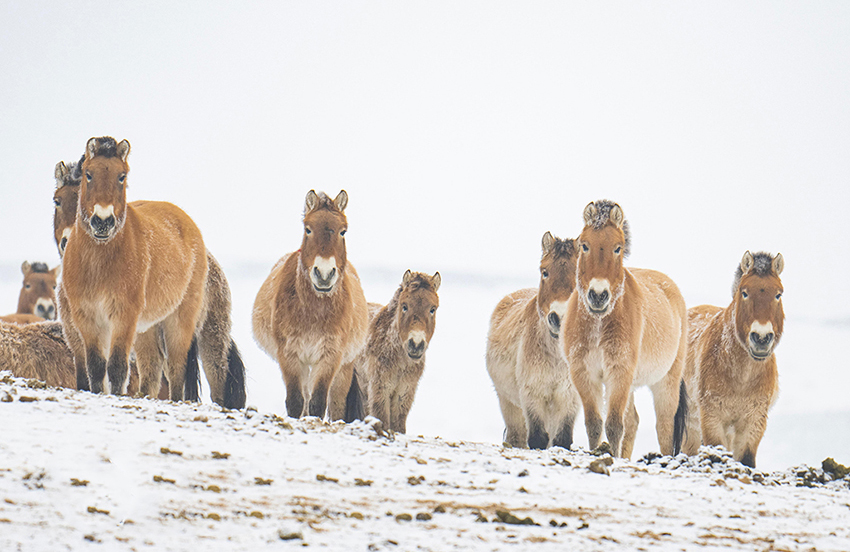 Санжы, Шыңжаң: Қарда жайылған керқұландар