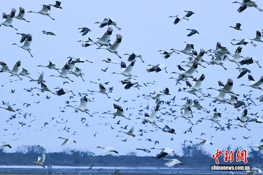 Юйгань, Цзянси: Поян көліндегі экологиялық сурет - жыл құстарын қарсы алу