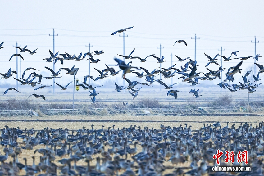 Юйгань, Цзянси: Поян көліндегі экологиялық сурет - жыл құстарын қарсы алу