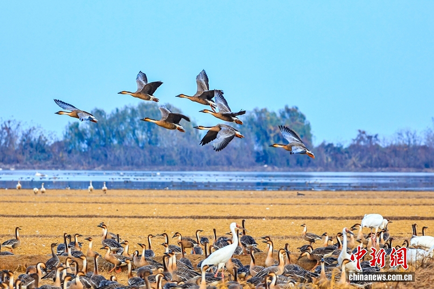 Юйгань, Цзянси: Поян көліндегі экологиялық сурет - жыл құстарын қарсы алу