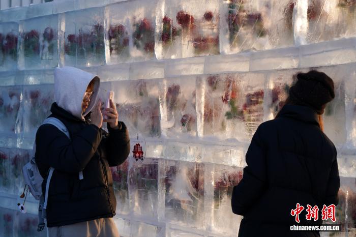 Хэйлунцзян өлкесінің Харбин қаласында «мұздатылған раушан» гүлдеді