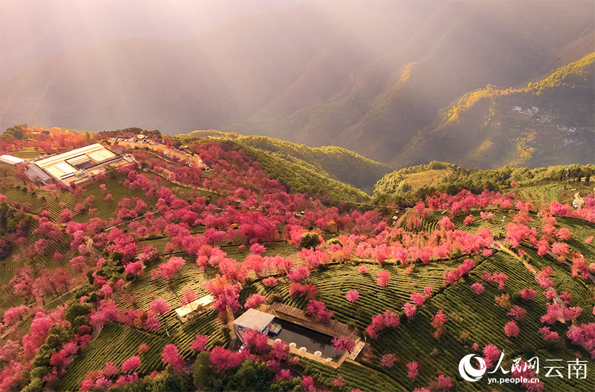 Юньнаньда қыста гүлдеген шие гүлдері мен жап-жасыл шай алқабы көздің жауын алады