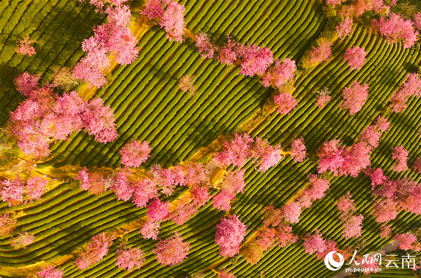 Юньнаньда қыста гүлдеген шие гүлдері мен жап-жасыл шай алқабы көздің жауын алады