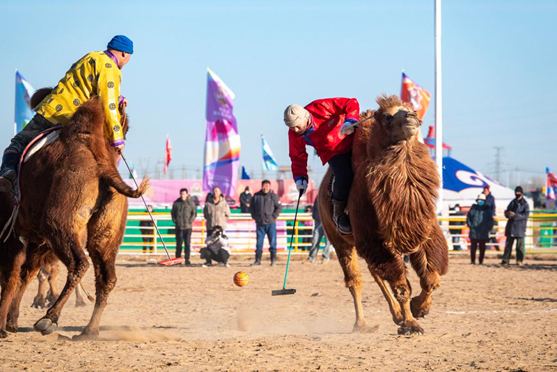 Ішкі Моңғол: 2025 жылғы Алашань түйе ойындары премьер-лигасы қызу жүріп жатыр