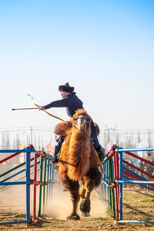 Ішкі Моңғол: 2025 жылғы Алашань түйе ойындары премьер-лигасы қызу жүріп жатыр