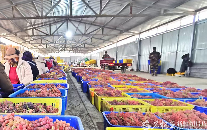 Шыңжаңның жеміс экспорты алғашқы 11 айда 45%-ға өсті