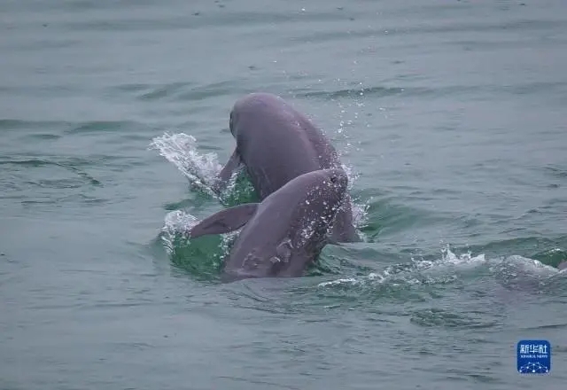 2030 жылға қарай Янцзы өзенінің дельфиндерінің табиғи популяциясы 1700-ден астамға дейін қалпына келеді