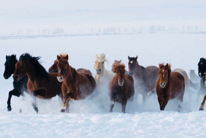 Шыңжаңның Моңғұлкүре ауданындағы ақша қарда тұлпарлар жүйіткіді