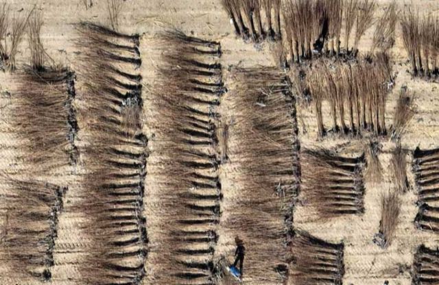 Еліміздің «Үш солтүстік» ықтасын орман жобасының орындаған құрылыс міндеті 200 миллион мудан асты