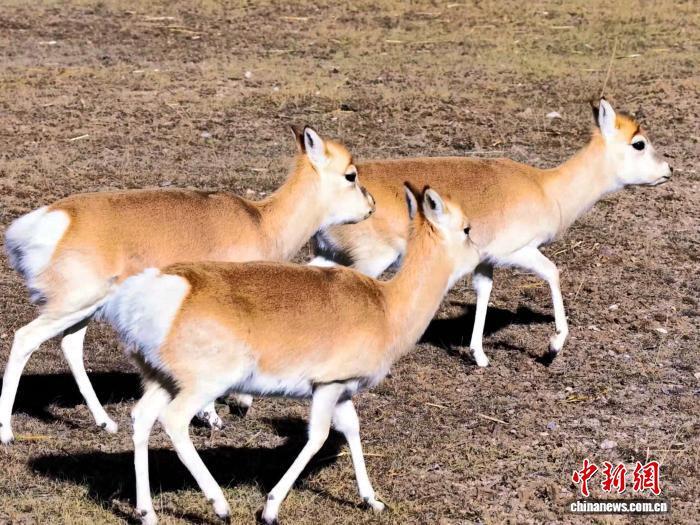 Цинхай көлінің солтүстік жағалауындағы Сицзан бөкені қорығы: топтасып жайылған бөкендер