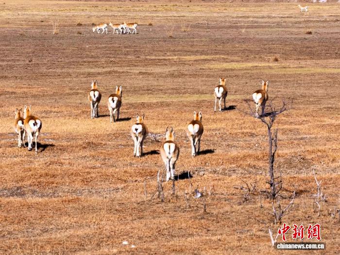 Цинхай көлінің солтүстік жағалауындағы Сицзан бөкені қорығы: топтасып жайылған бөкендер