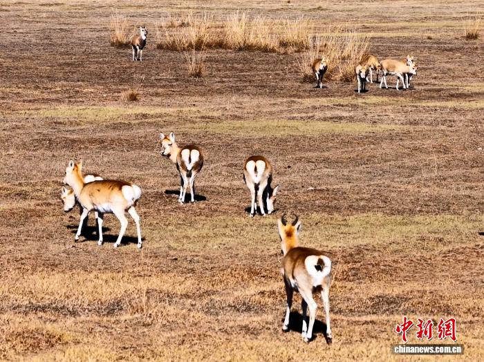 Цинхай көлінің солтүстік жағалауындағы Сицзан бөкені қорығы: топтасып жайылған бөкендер