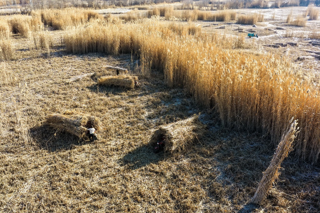 Қыс мезгілінде Такламакан шөліндегі құмды тізгіндеу жұмыстары қарқынды жүріп жатыр