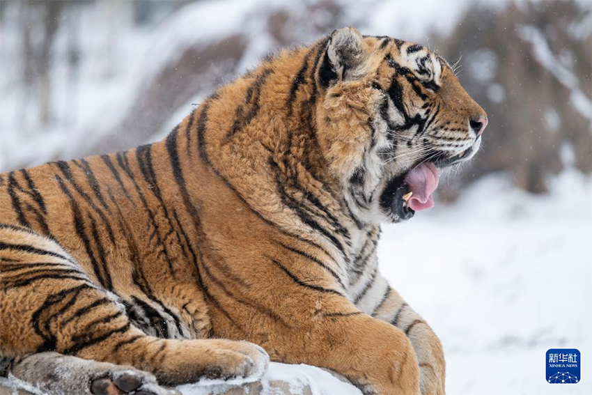 Қар жауғаннан кейінгі Маньжур жолбарысы қорығы