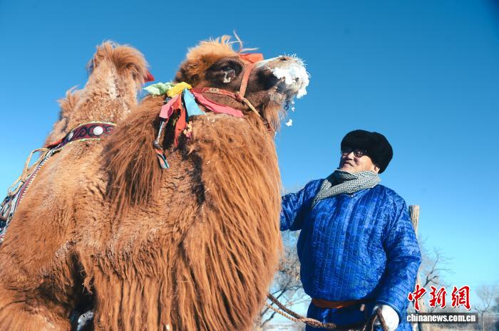 Хуншандак құм қойнауындағы малшылар әсем түйе байқауын өткізді