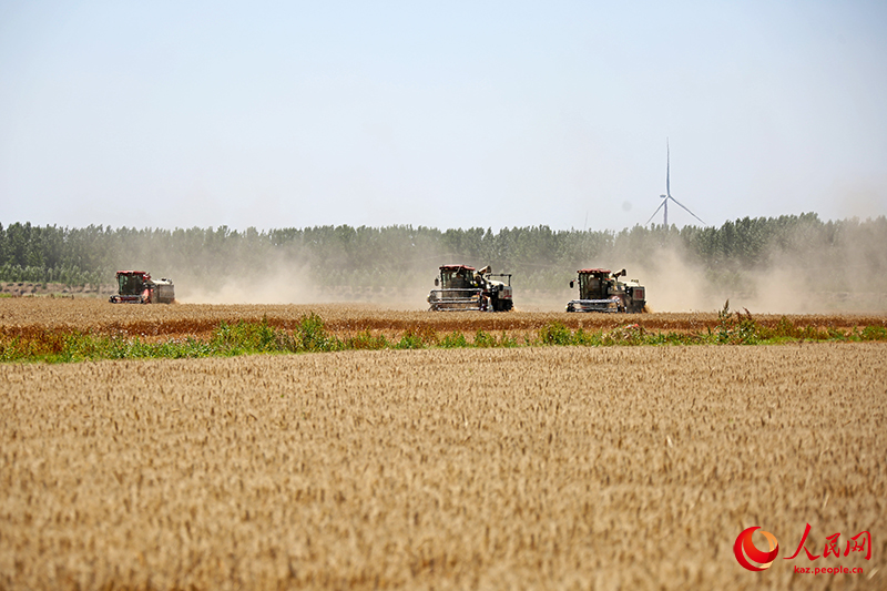 Елімізде астық өндірісі екі жыл қатарынан 1,4 триллион жыңнан (700 миллиард килограмм) асты