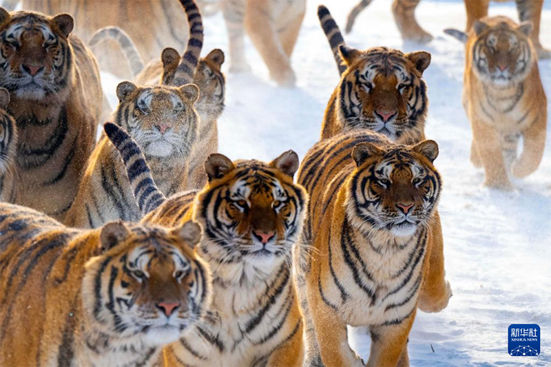 Қыста жортқан жолбарыстар