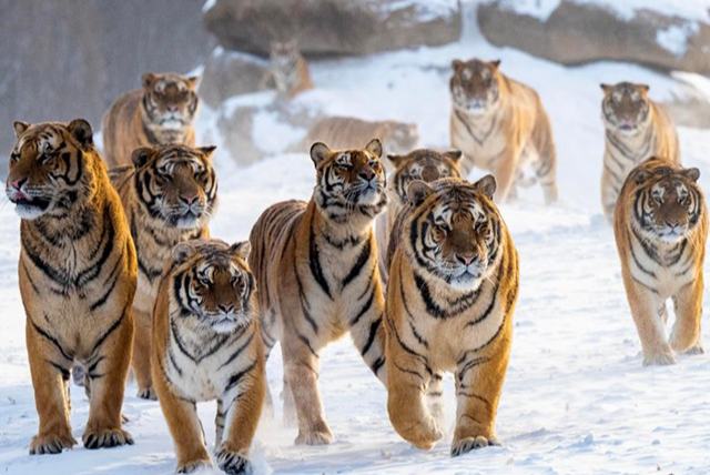 Қыста жортқан жолбарыстар 