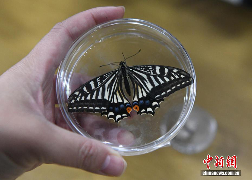 Ғарыш көбелегі! Чунцин университетінің ғарыштағы өмір экспериментінде жаңа жетістікке қол жеткізілді