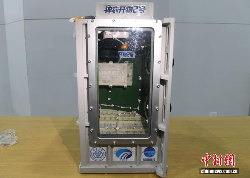 Ғарыш көбелегі! Чунцин университетінің ғарыштағы өмір экспериментінде жаңа жетістікке қол жеткізілді