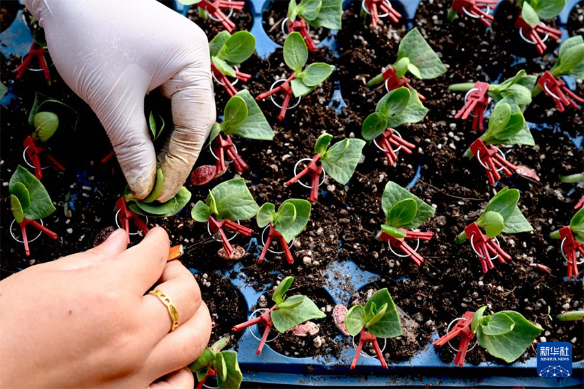 Көктем басы: Атыздарға себілген үміттің дәні