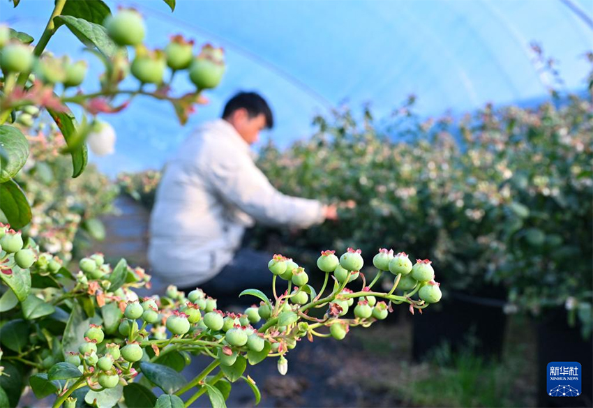 Көктем басы: Атыздарға себілген үміттің дәні