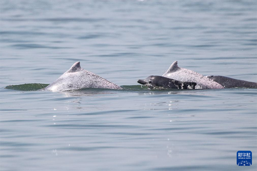 Зерттеушілер Хайнань аралының оңтүстік-батысында көптеген қытай ақ дельфиндерін байқады