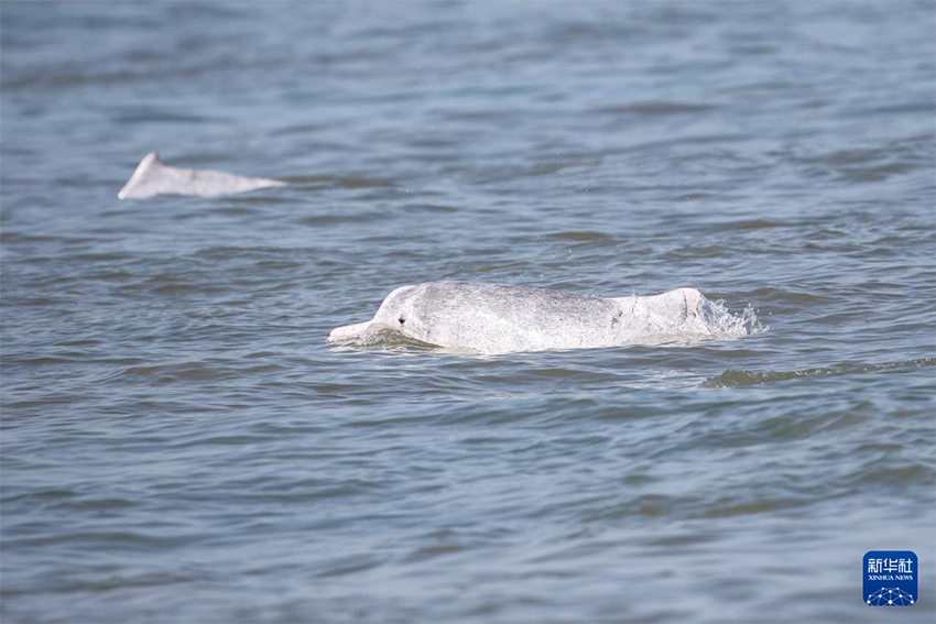 Зерттеушілер Хайнань аралының оңтүстік-батысында көптеген қытай ақ дельфиндерін байқады