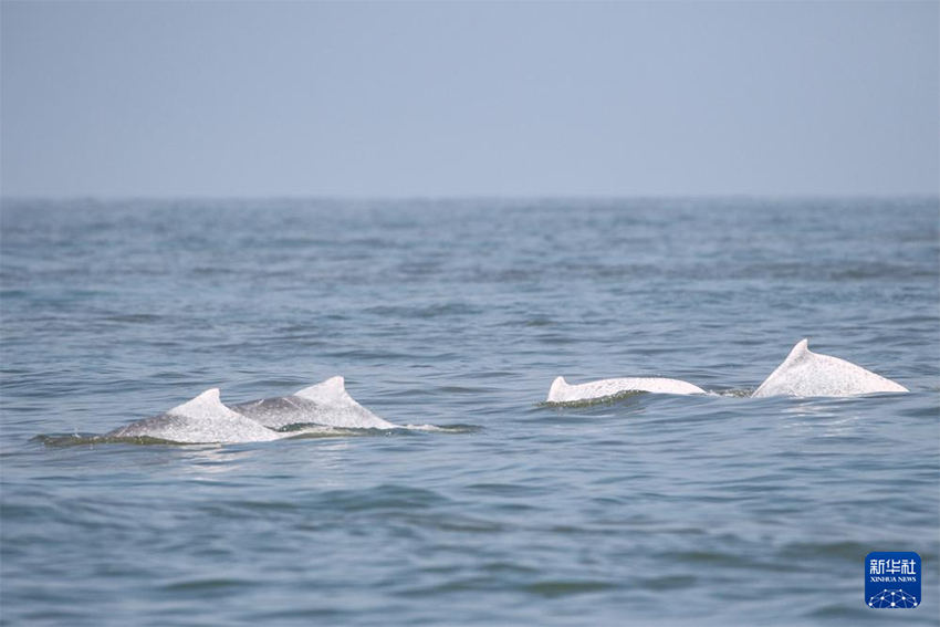 Зерттеушілер Хайнань аралының оңтүстік-батысында көптеген қытай ақ дельфиндерін байқады