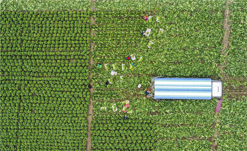 Хунаньнан Қазақстанға жоғары сапалы көкөністер экспортталды