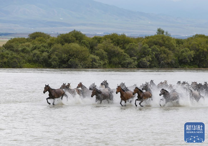 Жыл мүшеліндегі жылқы: өміршеңдік пен екпіндіктің символы