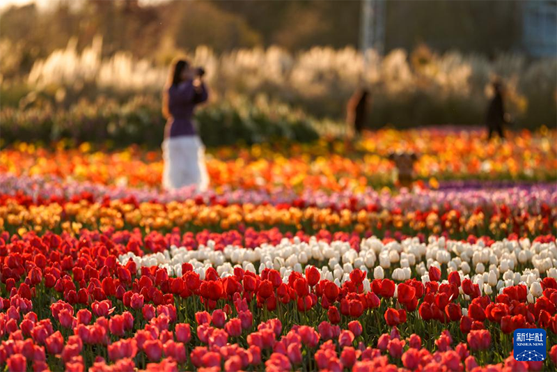 «Көктем қаласындағы» алуан түрлі гүлдер экономикалық құндылыққа айналды