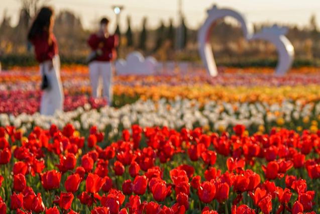 «Көктем қаласындағы» алуан түрлі гүлдер экономикалық құндылыққа айналды