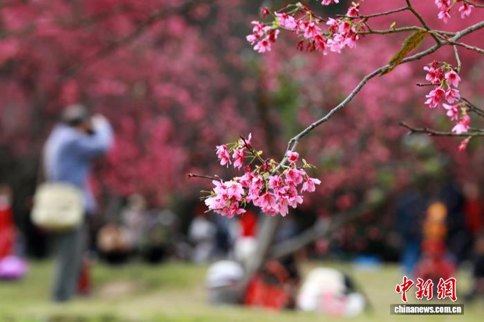 Гуансидің Наньнин қаласындағы гүлдеген шие және көктем романтикасы