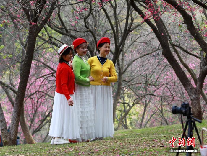 Гуансидің Наньнин қаласындағы гүлдеген шие және көктем романтикасы