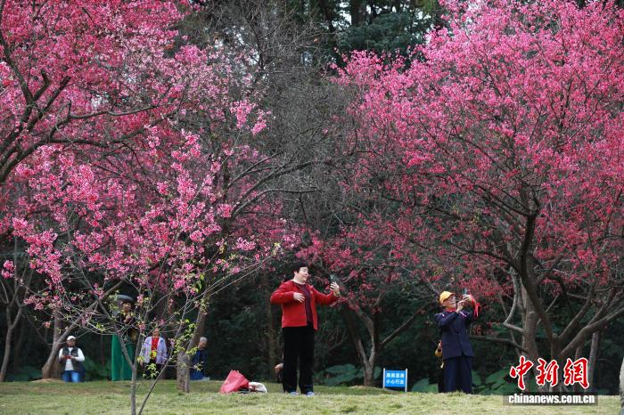 Гуансидің Наньнин қаласындағы гүлдеген шие және көктем романтикасы