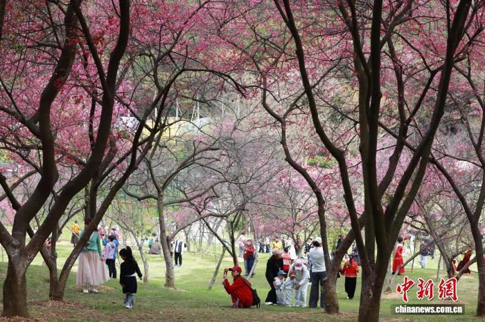 Гуансидің Наньнин қаласындағы гүлдеген шие және көктем романтикасы