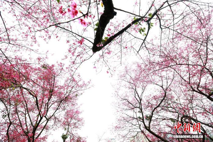 Гуансидің Наньнин қаласындағы гүлдеген шие және көктем романтикасы