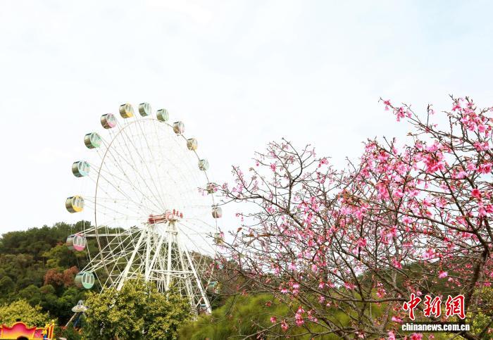 Гуансидің Наньнин қаласындағы гүлдеген шие және көктем романтикасы