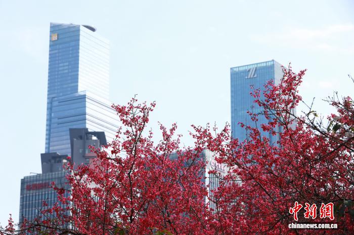 Гуансидің Наньнин қаласындағы гүлдеген шие және көктем романтикасы