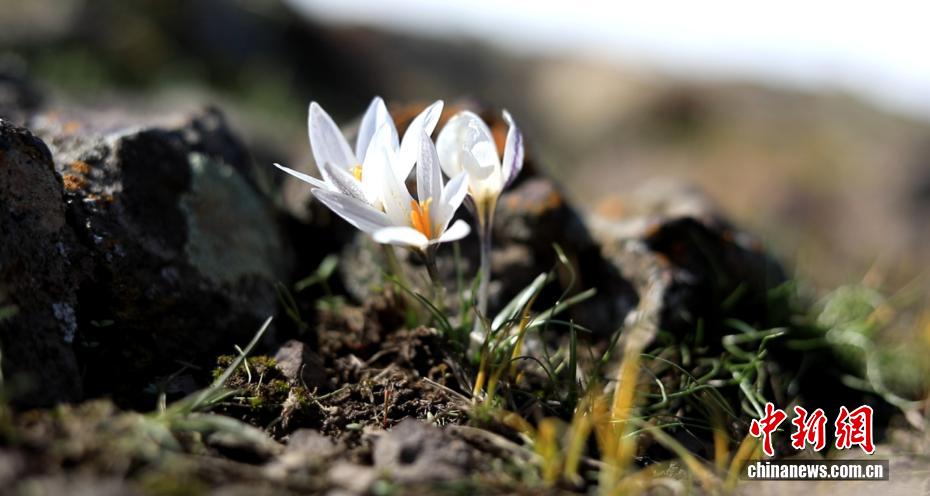 Шыңжаңның Шапшал ауданында бәйшешектер ерте гүлдеді