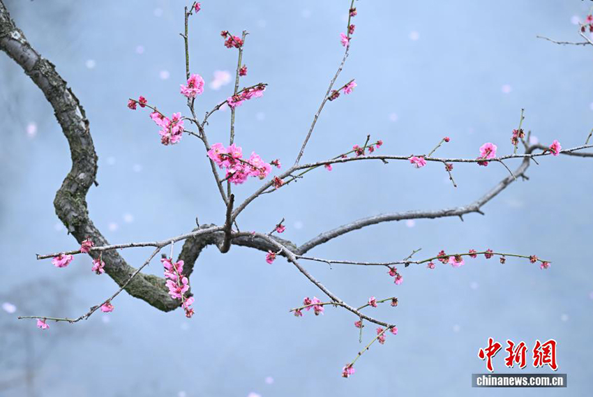 Ханчжоудың Сиху көліндегі көктем көрінісі келушілерді тәнті етті