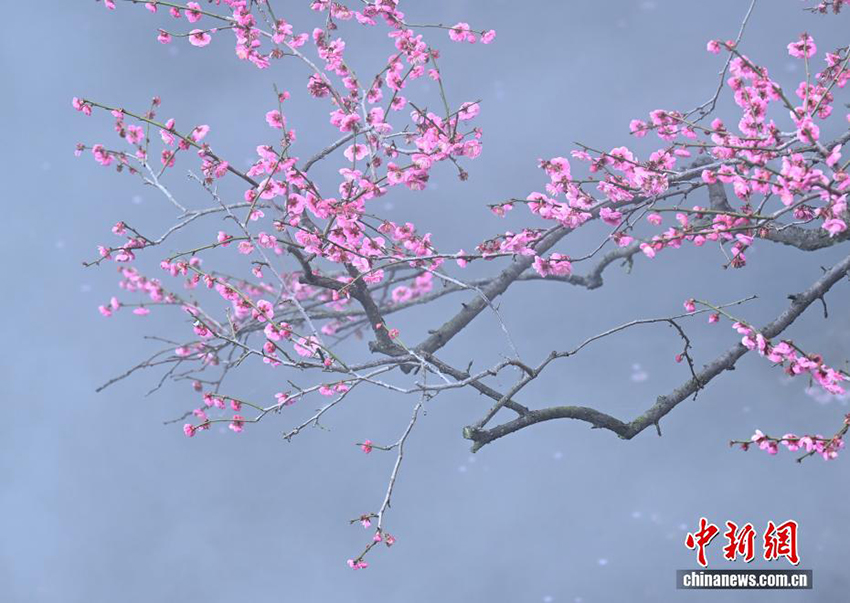 Ханчжоудың Сиху көліндегі көктем көрінісі келушілерді тәнті етті