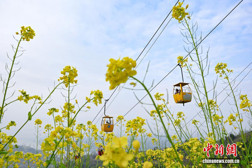 Чунцин: Аспалы көлік жолымен тауға шығу көктемгі саяхаттың жаңа тәжірибесіне айналды