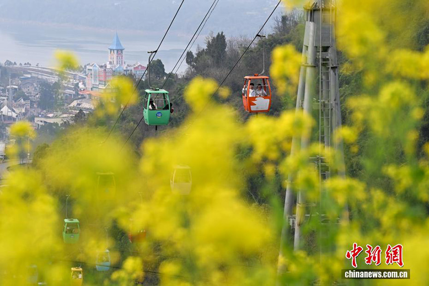 Чунцин: Аспалы көлік жолымен тауға шығу көктемгі саяхаттың жаңа тәжірибесіне айналды