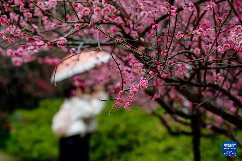 Көктемгі жаңбырдан кейінгі ерекше көрініс